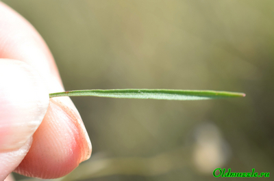 Колокольчик круглолистный