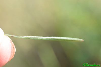 Колокольчик круглолистный