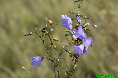 Колокольчик круглолистный