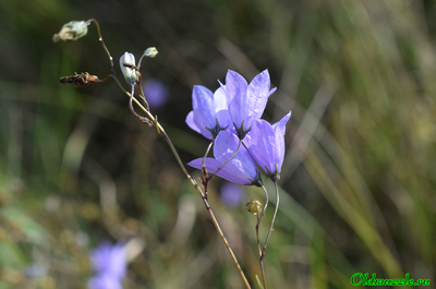 Колокольчик круглолистный