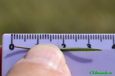 Колокольчик круглолистный