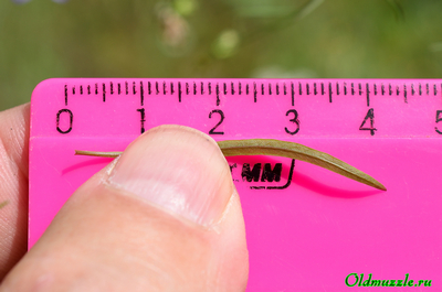 Колокольчик круглолистный