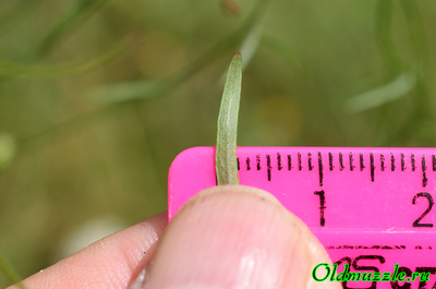 Колокольчик круглолистный