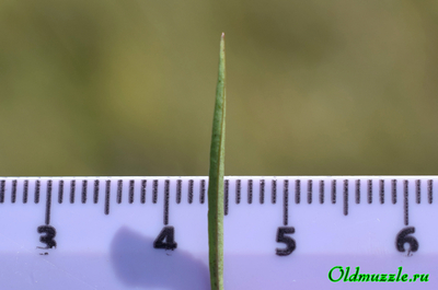 Колокольчик круглолистный