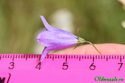 Колокольчик круглолистный