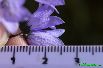 Колокольчик круглолистный