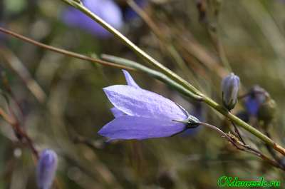 Колокольчик круглолистный