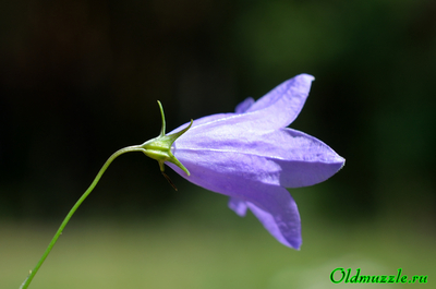 Колокольчик круглолистный