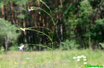Колокольчик круглолистный