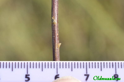 Колокольчик круглолистный