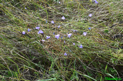 Колокольчик круглолистный