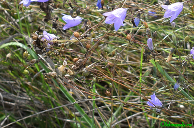 Колокольчик круглолистный