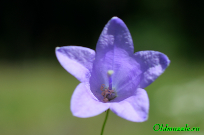 Колокольчик круглолистный
