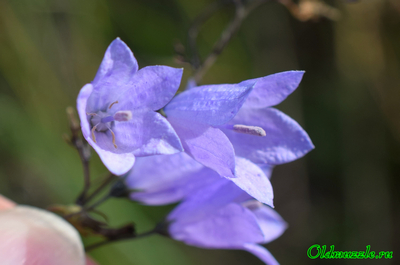 Колокольчик круглолистный