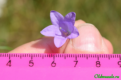 Колокольчик круглолистный