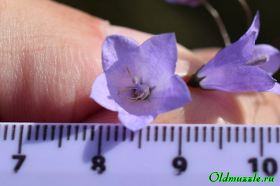 Колокольчик круглолистный