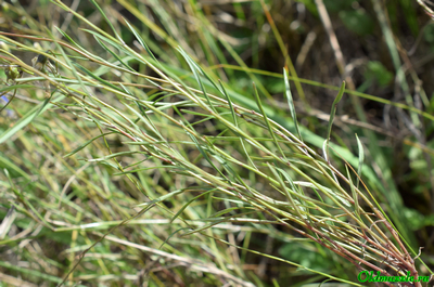 Колокольчик круглолистный