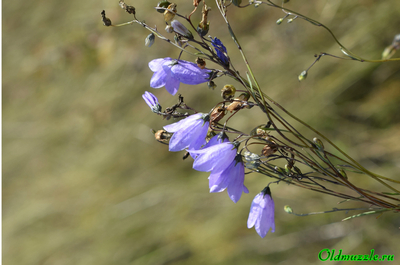 Колокольчик круглолистный