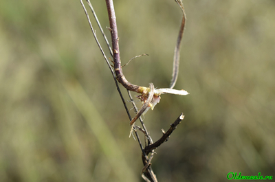 Колокольчик круглолистный