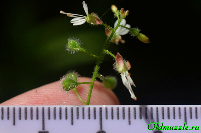 Двулепестник четырёхбороздный