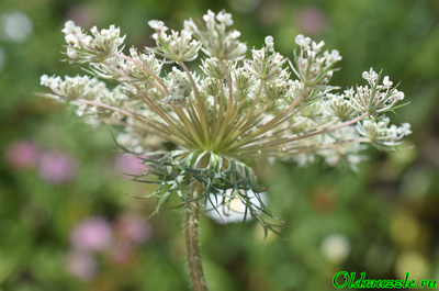 Морковь дикая