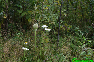 Морковь дикая