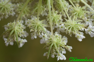 Морковь дикая