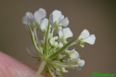 Морковь дикая