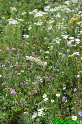 Морковь дикая