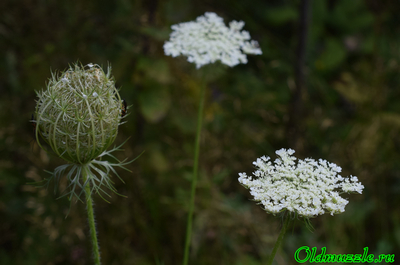 Морковь дикая