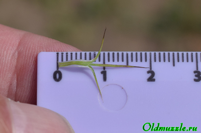 Морковь дикая