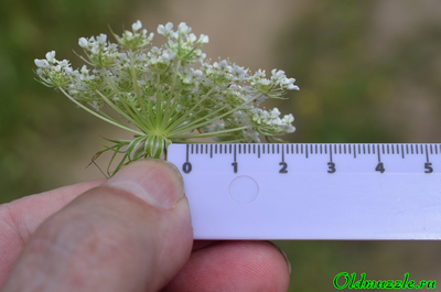 Морковь дикая