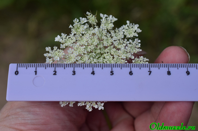 Морковь дикая