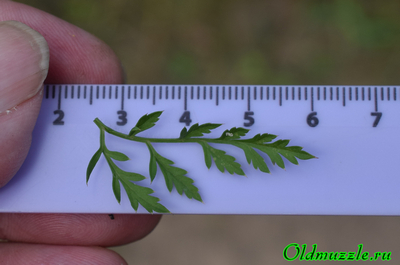 Морковь дикая