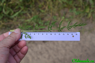 Морковь дикая