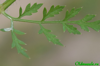 Морковь дикая