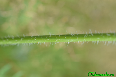 Морковь дикая