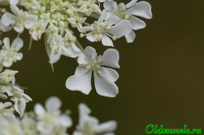 Морковь дикая