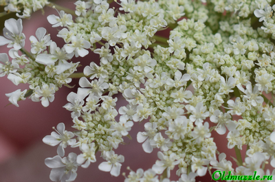 Морковь дикая