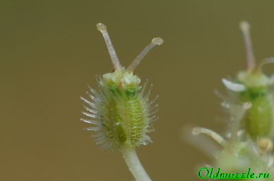 Морковь дикая