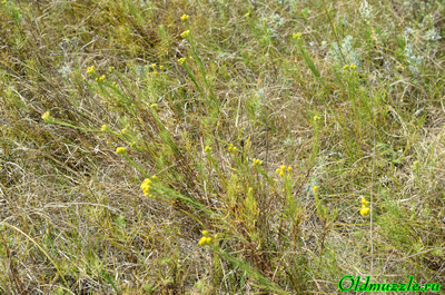 Солонечник льновидный