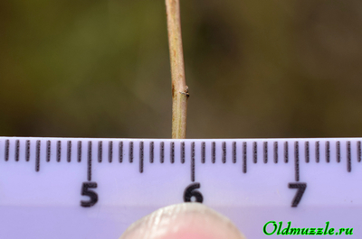 Солонечник льновидный