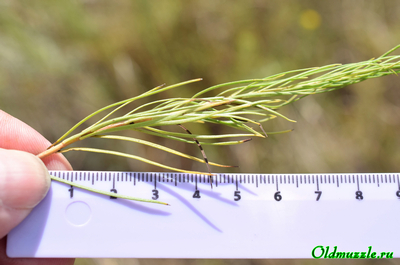 Солонечник льновидный