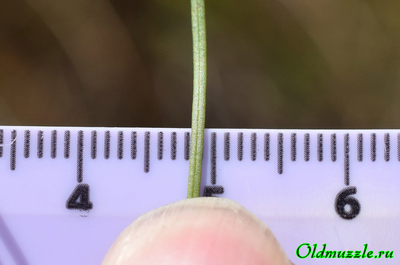 Солонечник льновидный