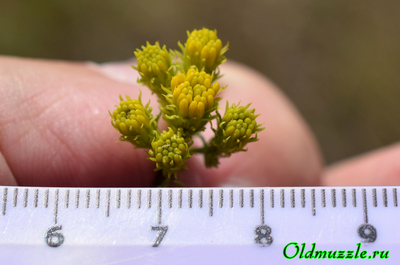 Солонечник льновидный