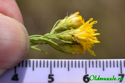 Солонечник льновидный