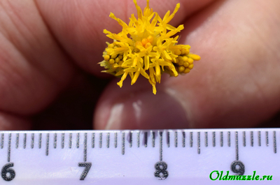 Солонечник льновидный