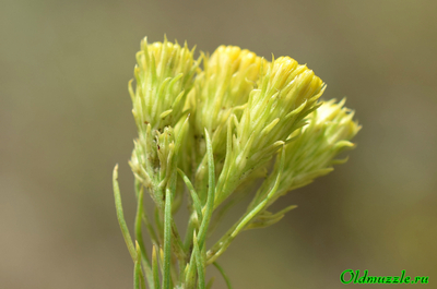 Солонечник льновидный