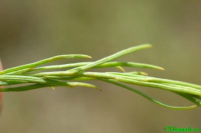 Солонечник льновидный