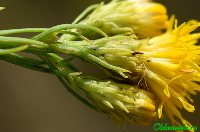 Солонечник льновидный